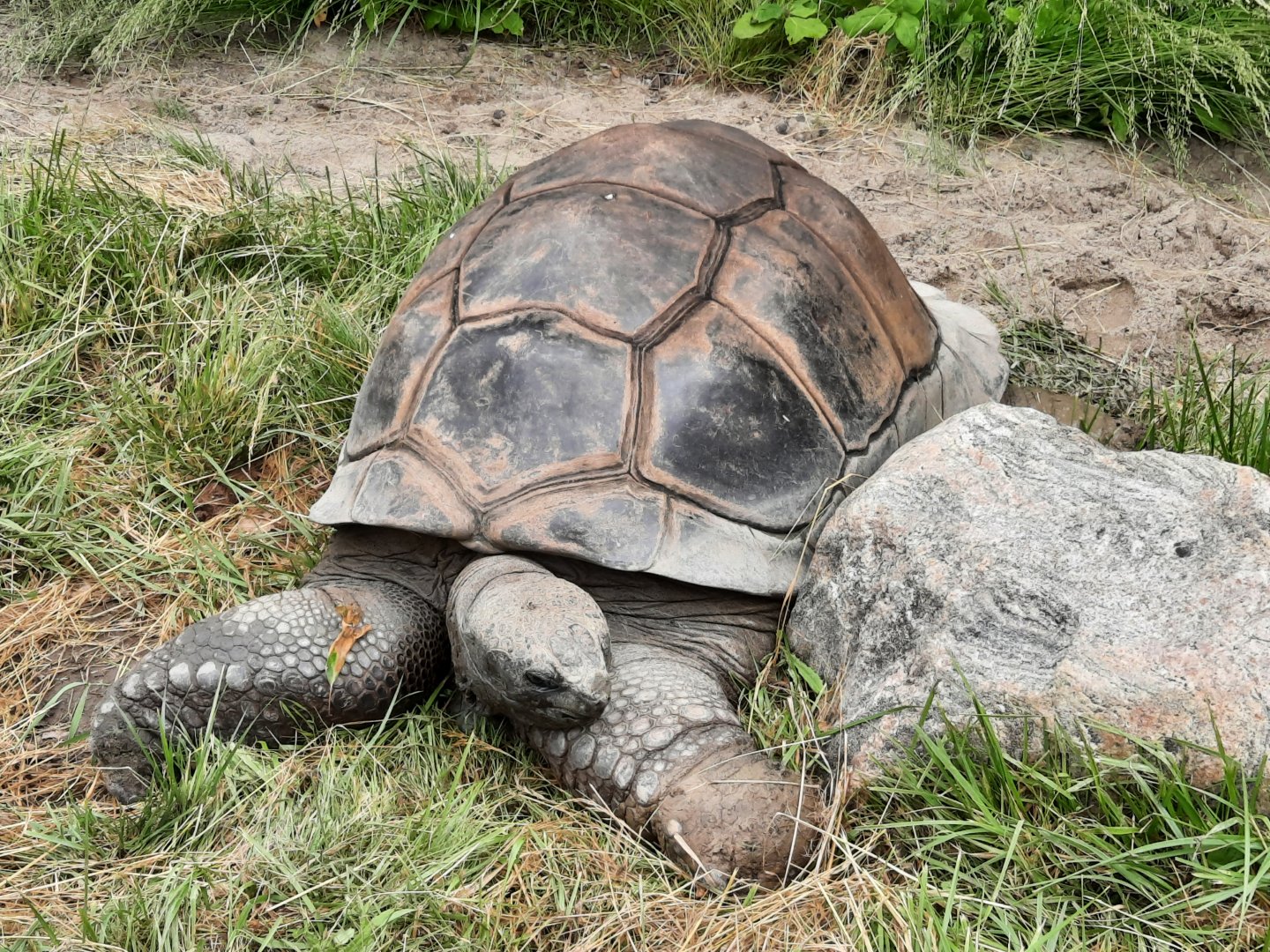 Aldabra Tortoise - Tom