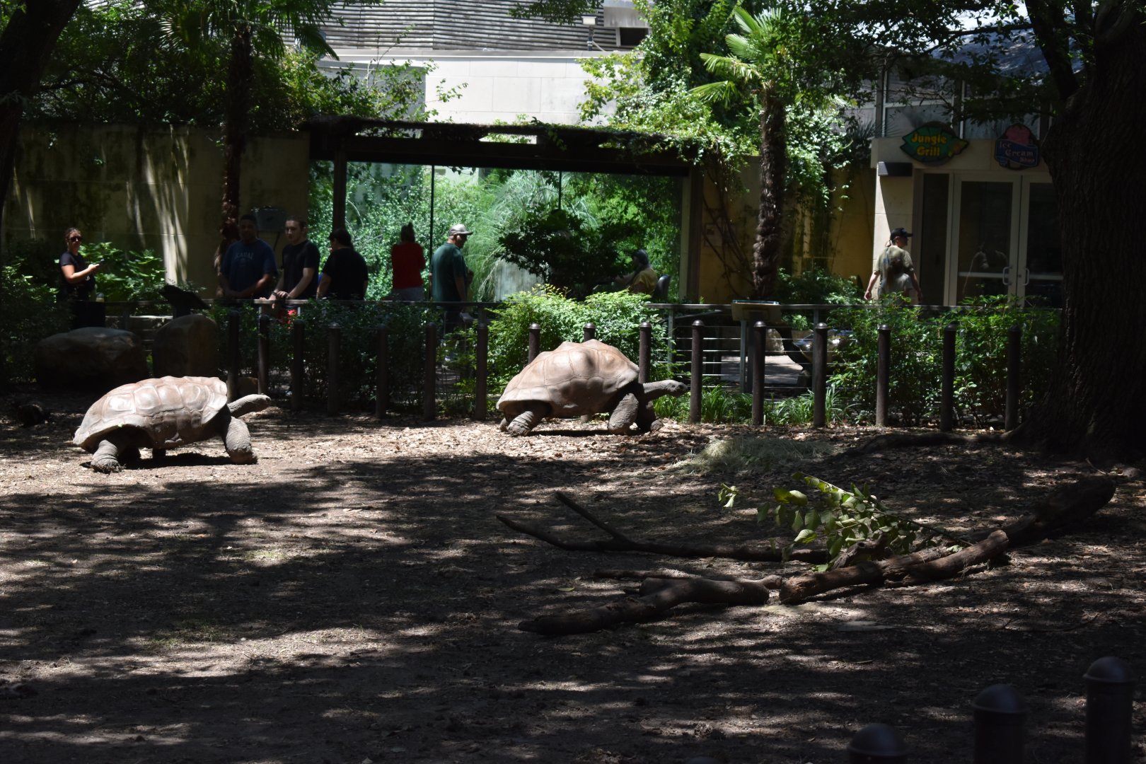 Aldabra Tortoise view