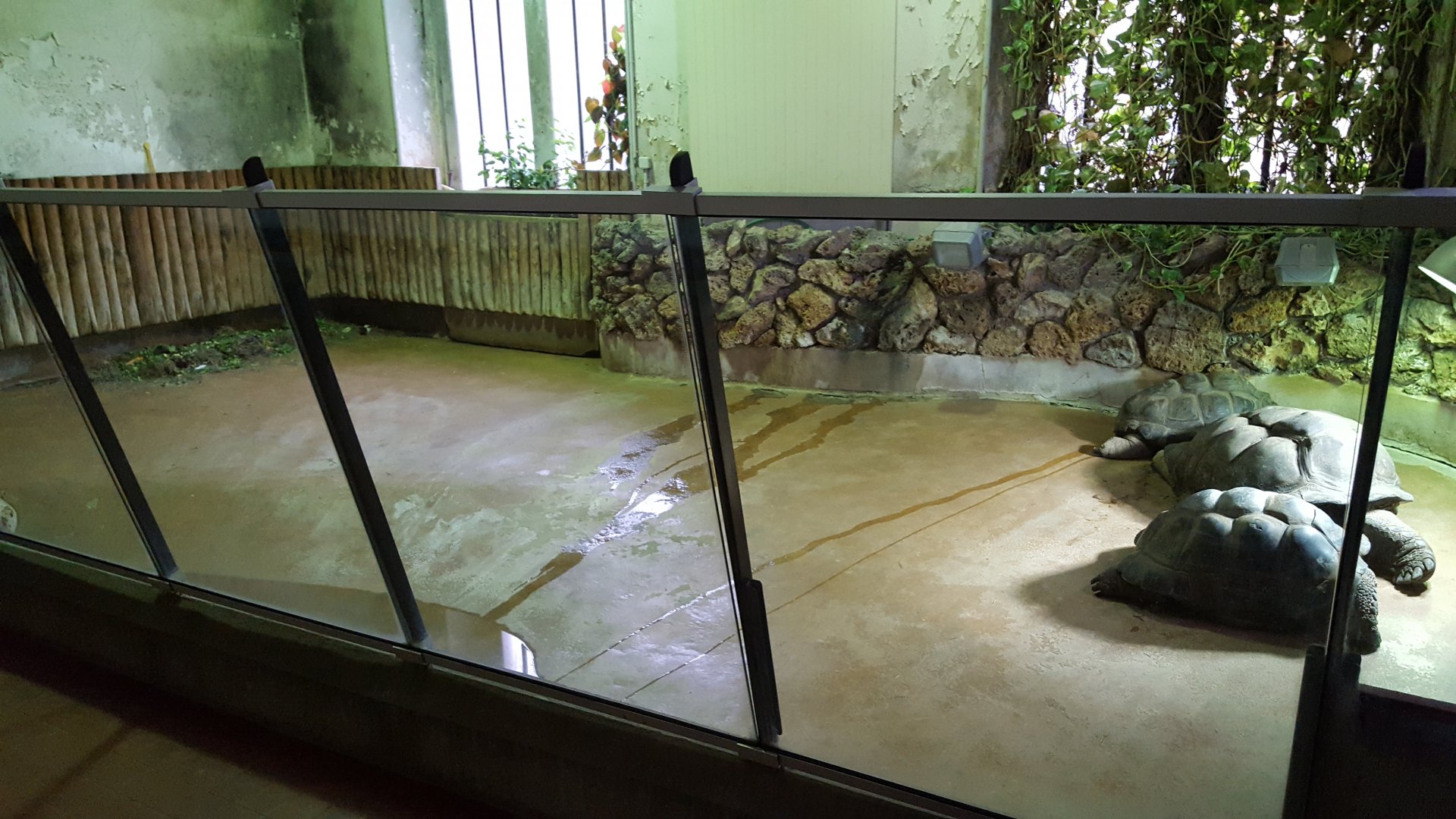 aldabra tortoise winter enclosure
