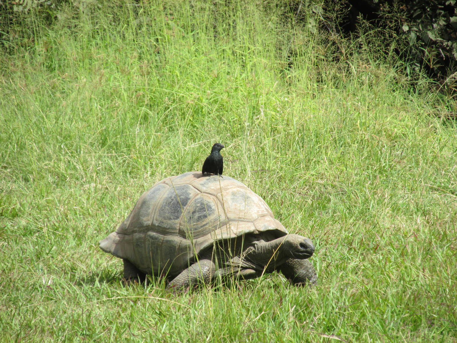 aldabra tortoise with grackle guadalajara zoo