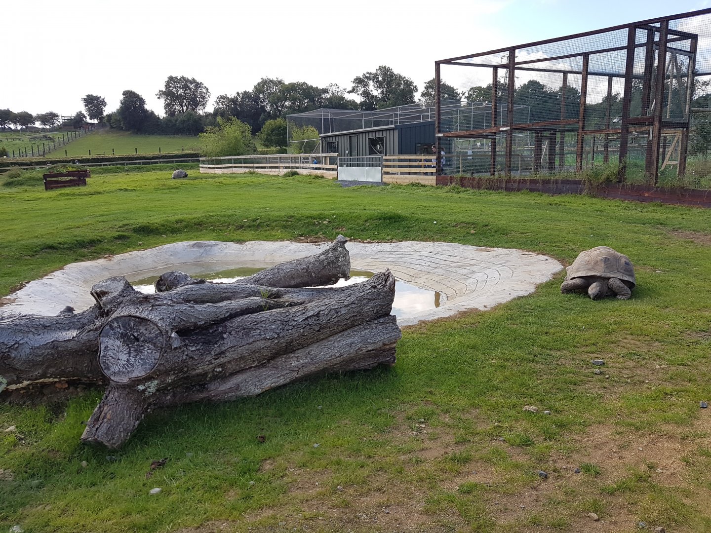 Aldabra tortoise yard - NAZF