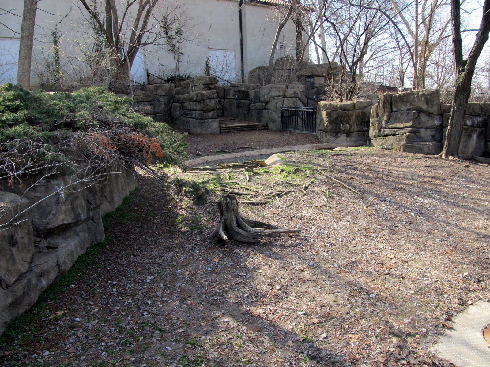 Aldabra Tortoise Yard