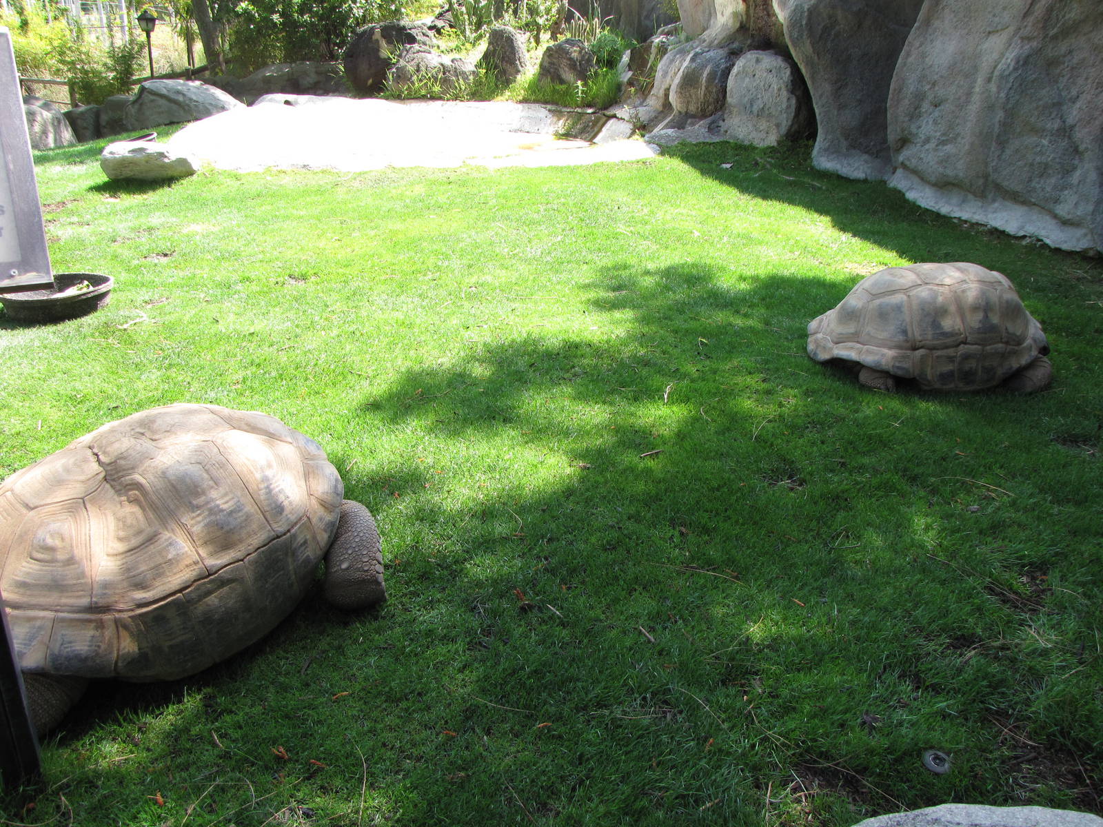 Aldabra Tortoise Yard
