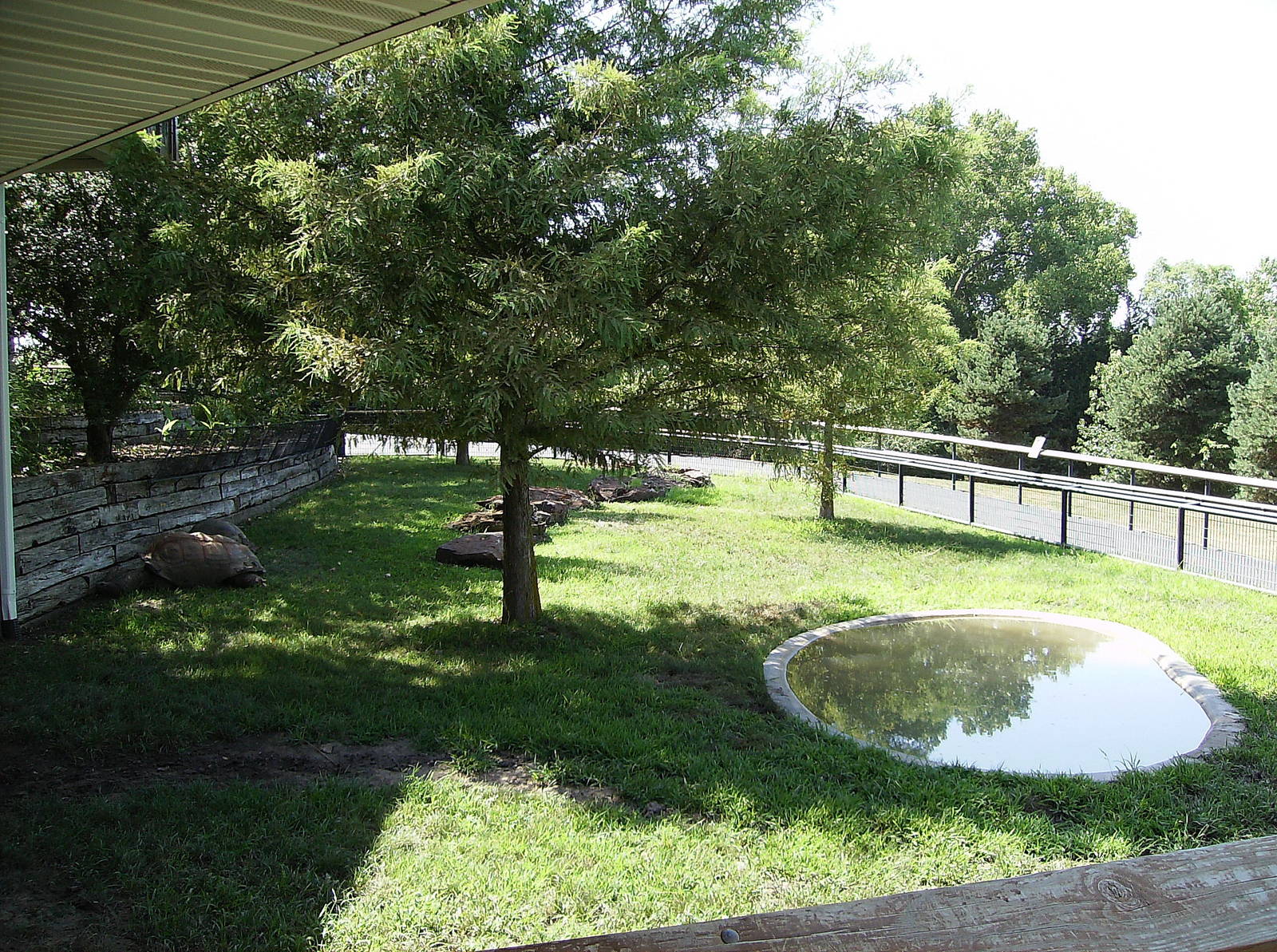 Aldabra Tortoise yard
