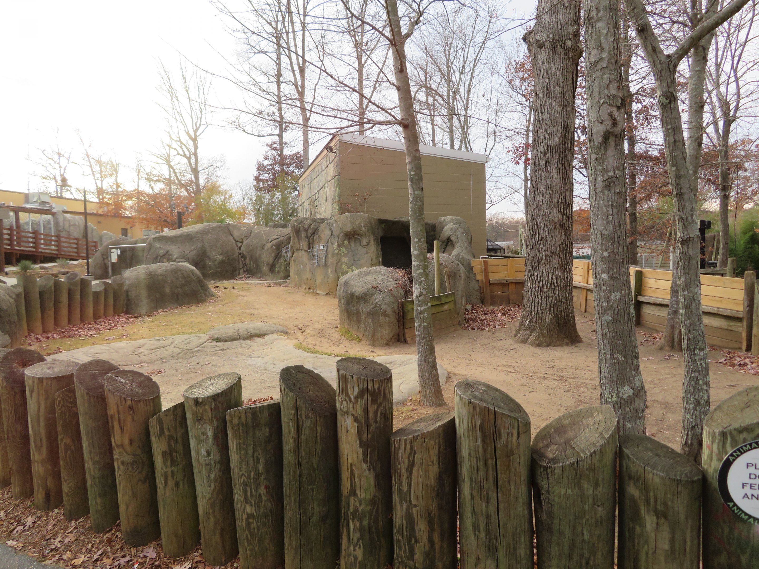 Aldabra Tortoise Yard