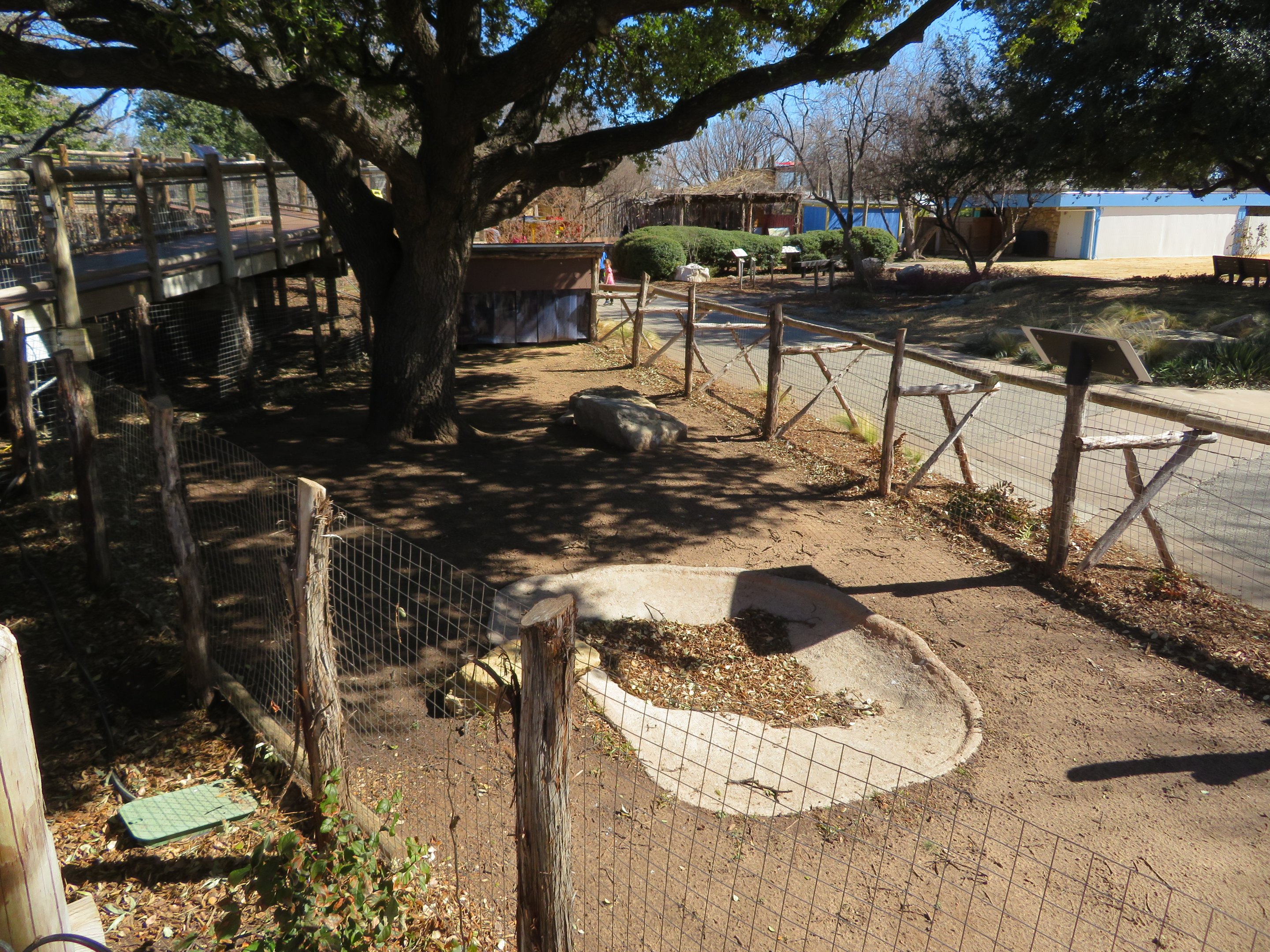 Aldabra Tortoise Yard