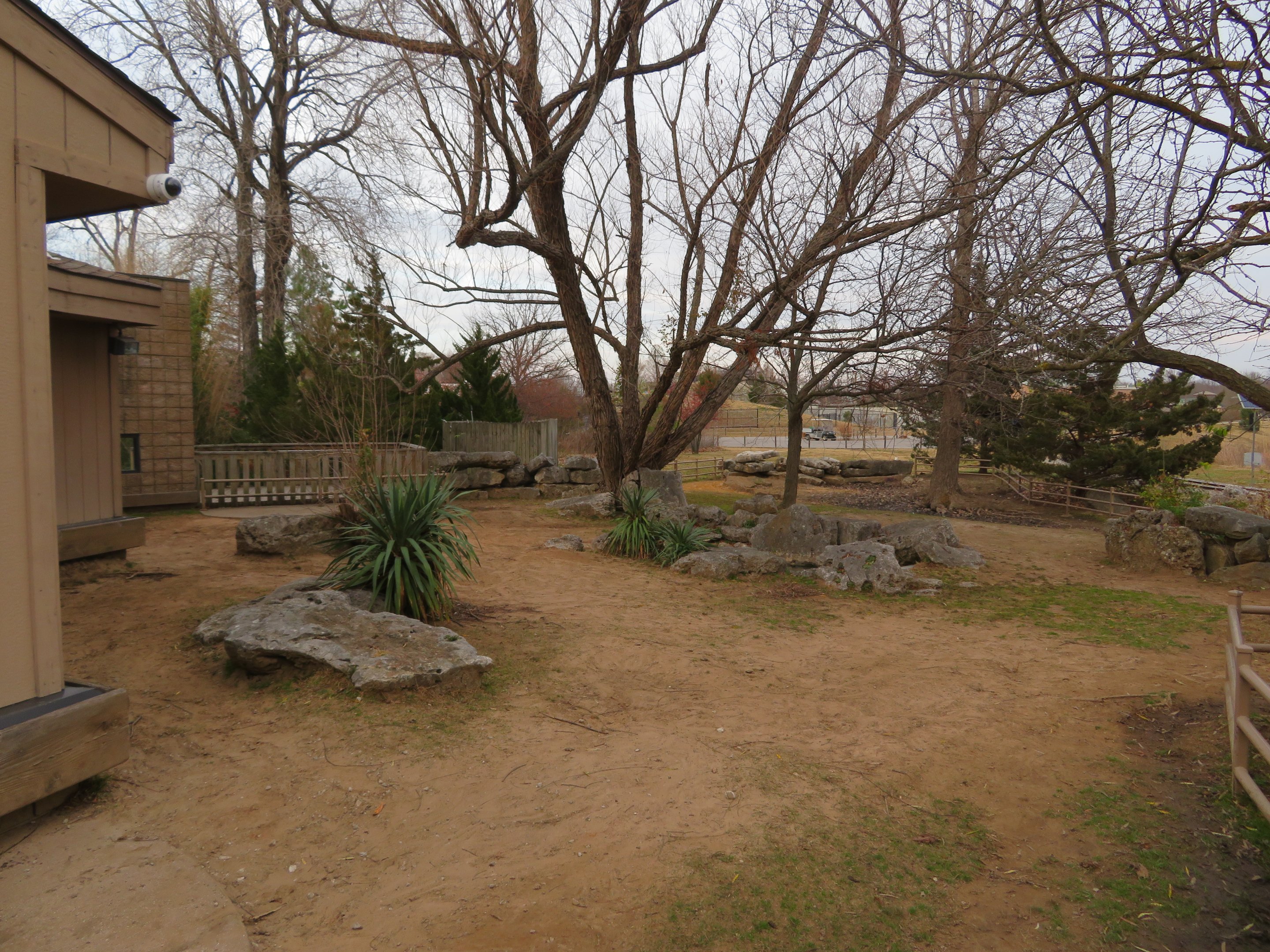Aldabra Tortoise Yard