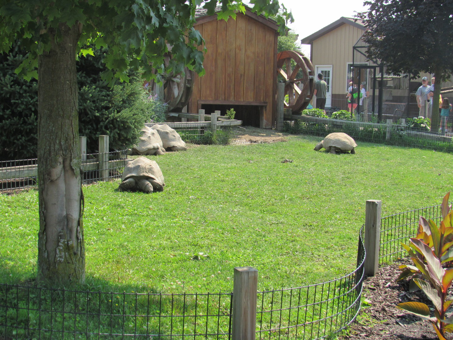Aldabra Tortoise Yard