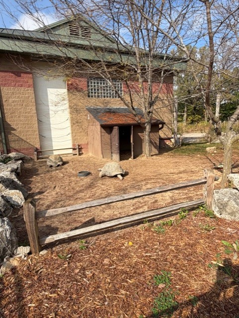 aldabra tortoise yard