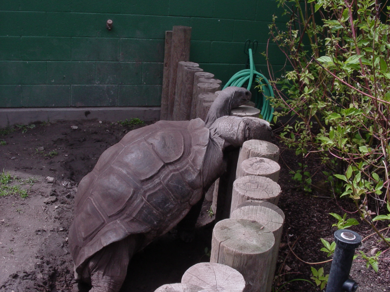 Aldabra Tortoise - Zoo Boise