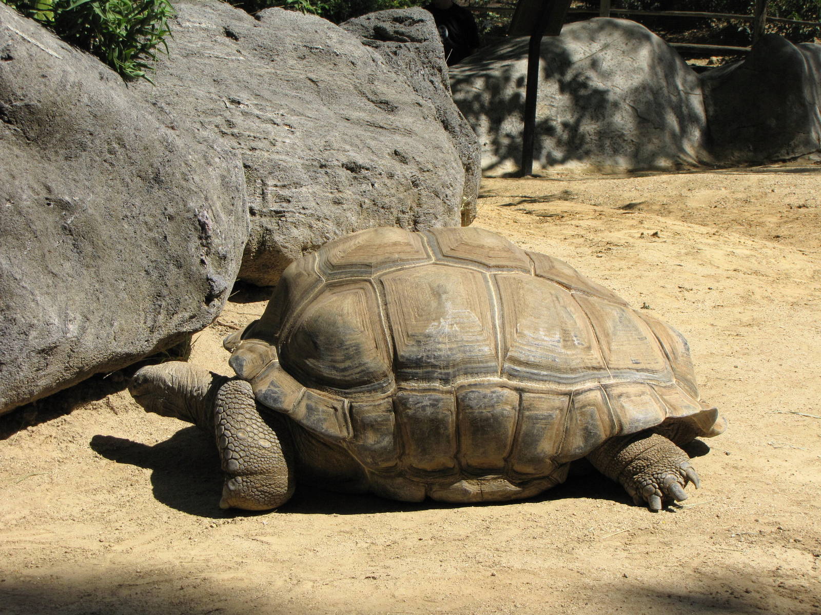 Aldabra Tortoise