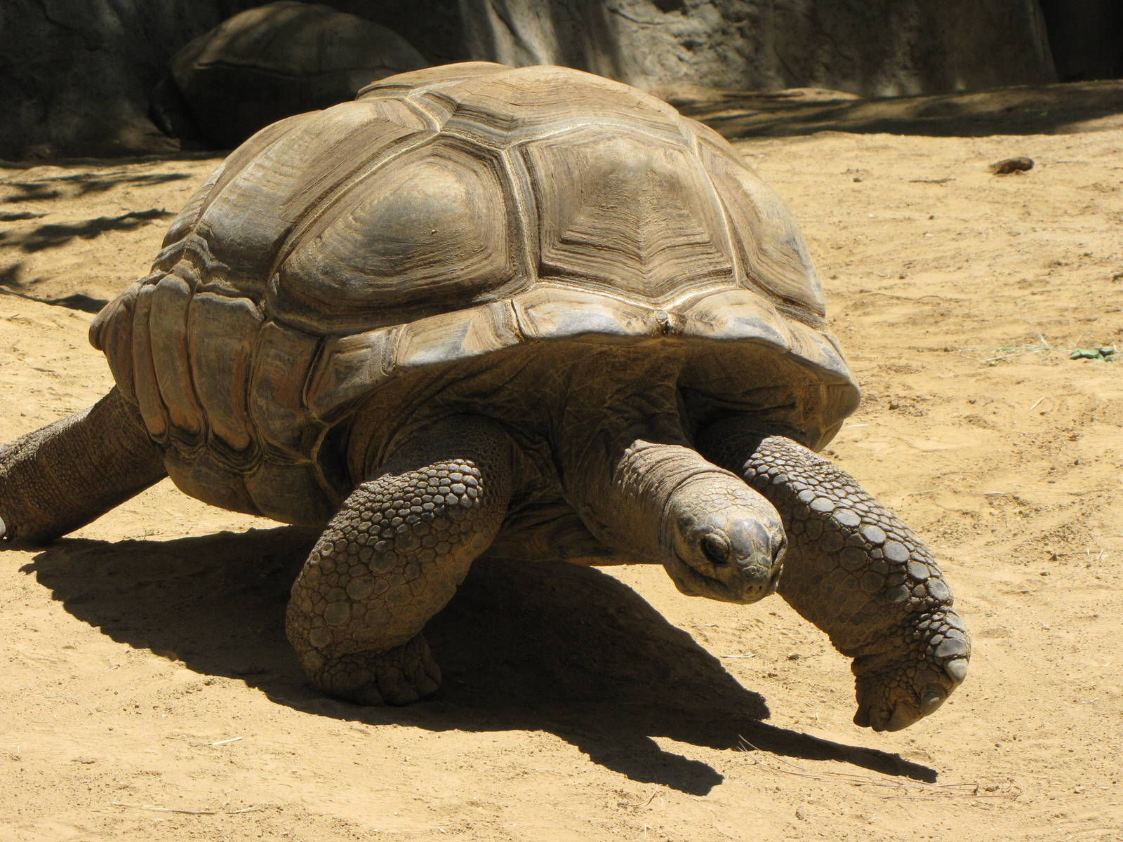 Aldabra Tortoise