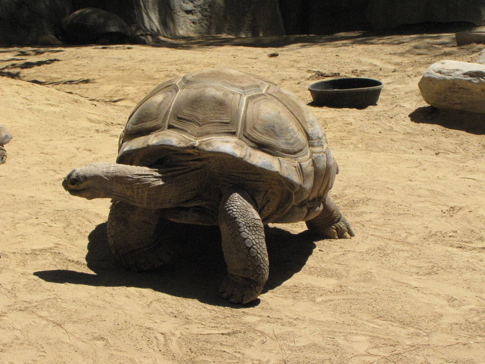 Aldabra Tortoise
