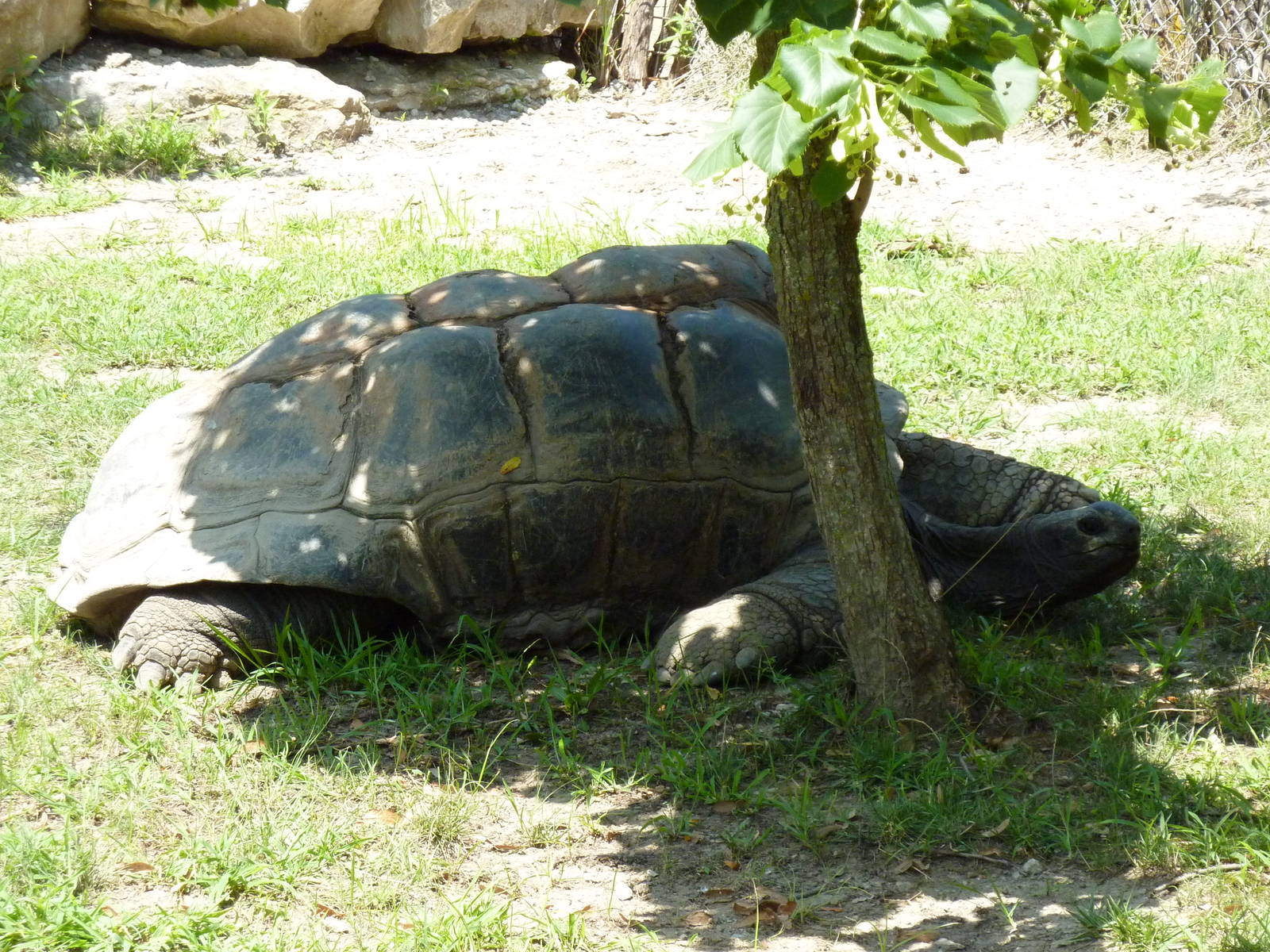 Aldabra Tortoise