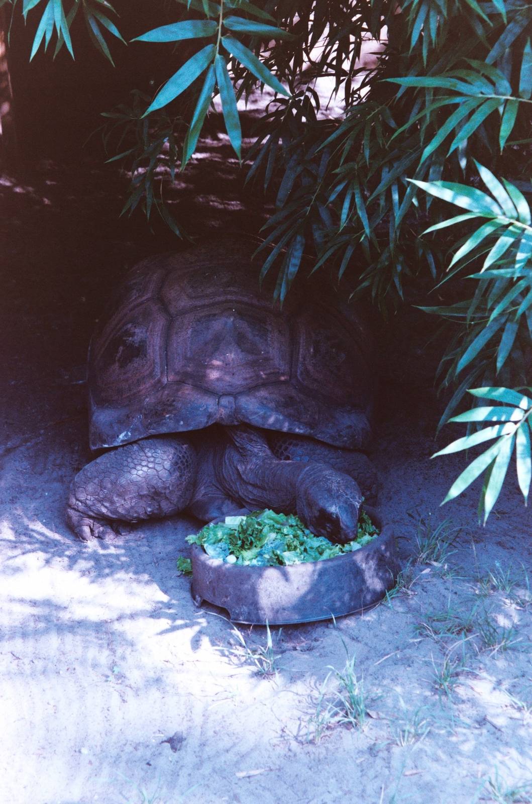 Aldabra Tortoise