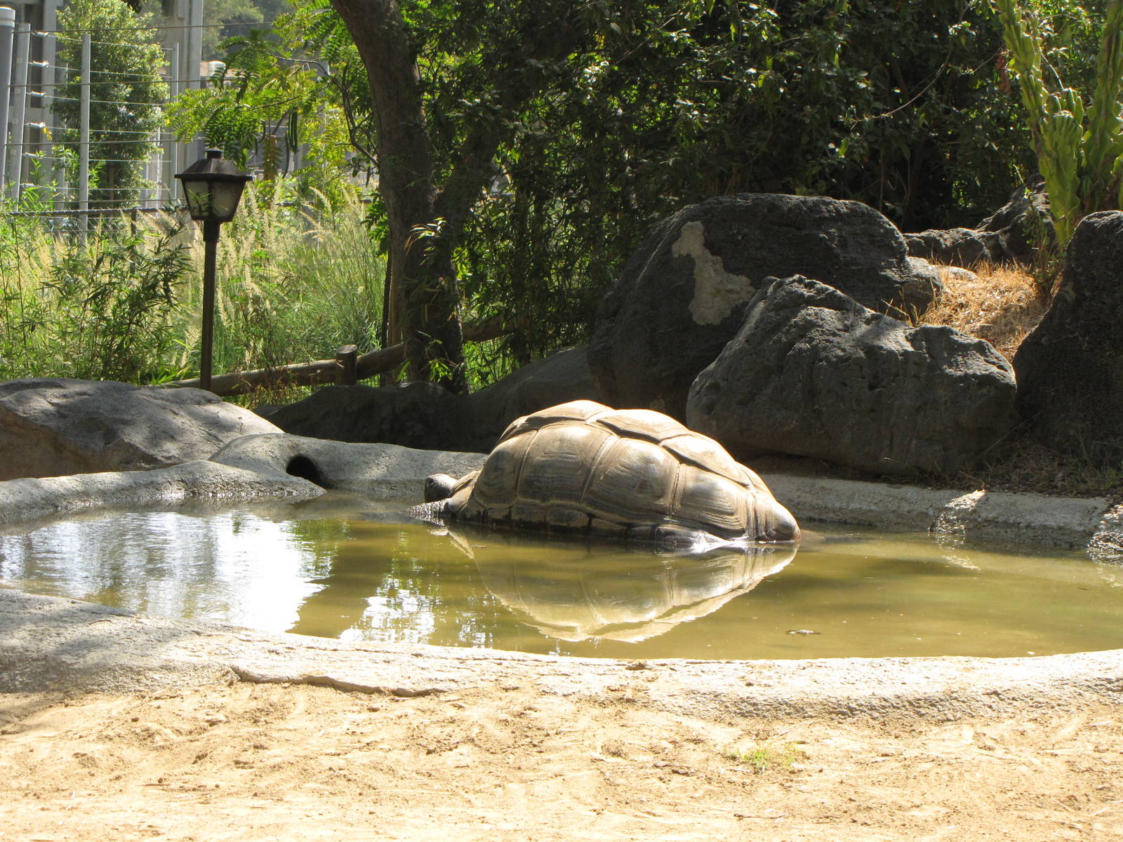 Aldabra Tortoise