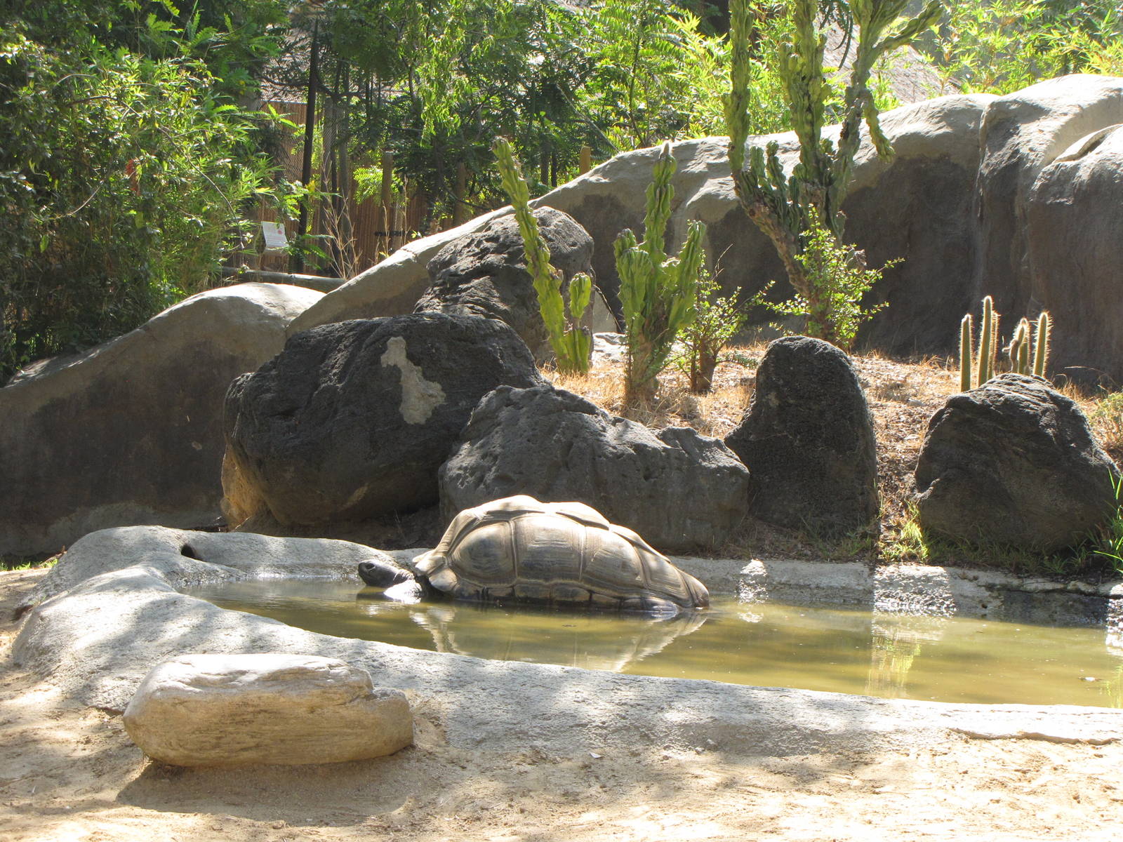 Aldabra Tortoise