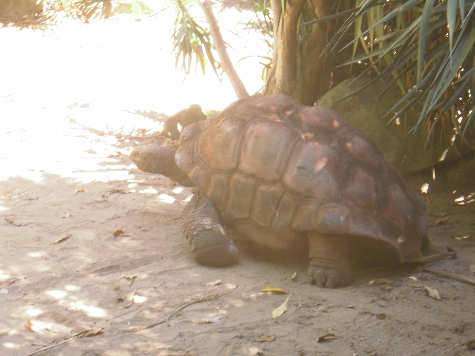 Aldabra Tortoise
