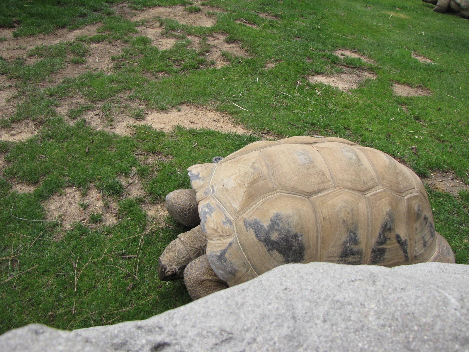 Aldabra Tortoise