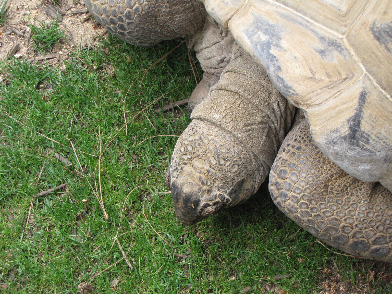 Aldabra Tortoise