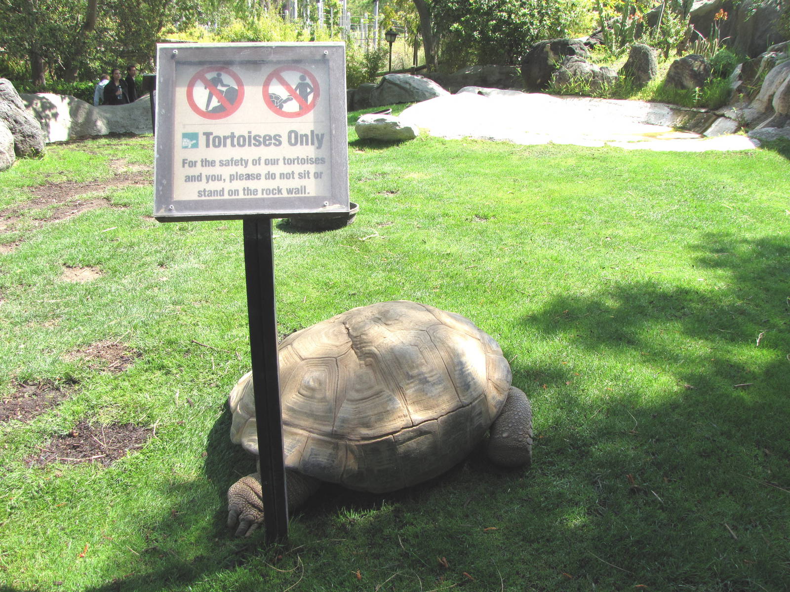 Aldabra Tortoise