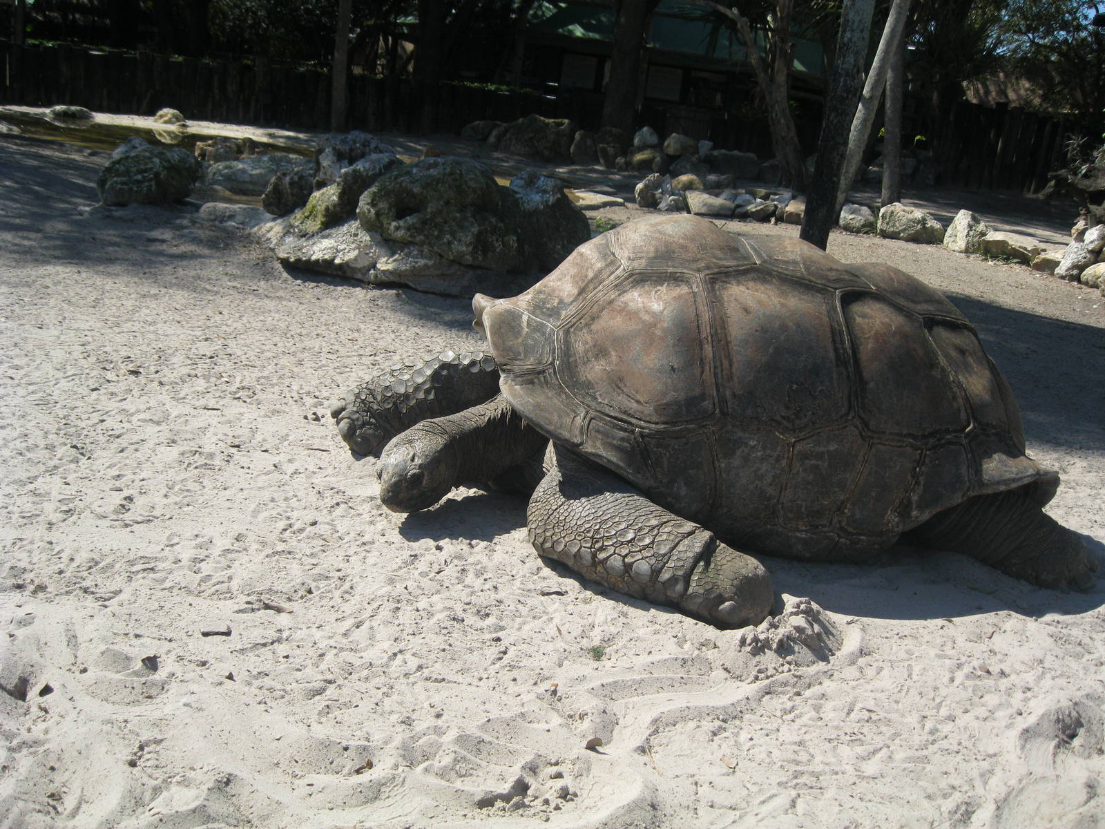 Aldabra Tortoise