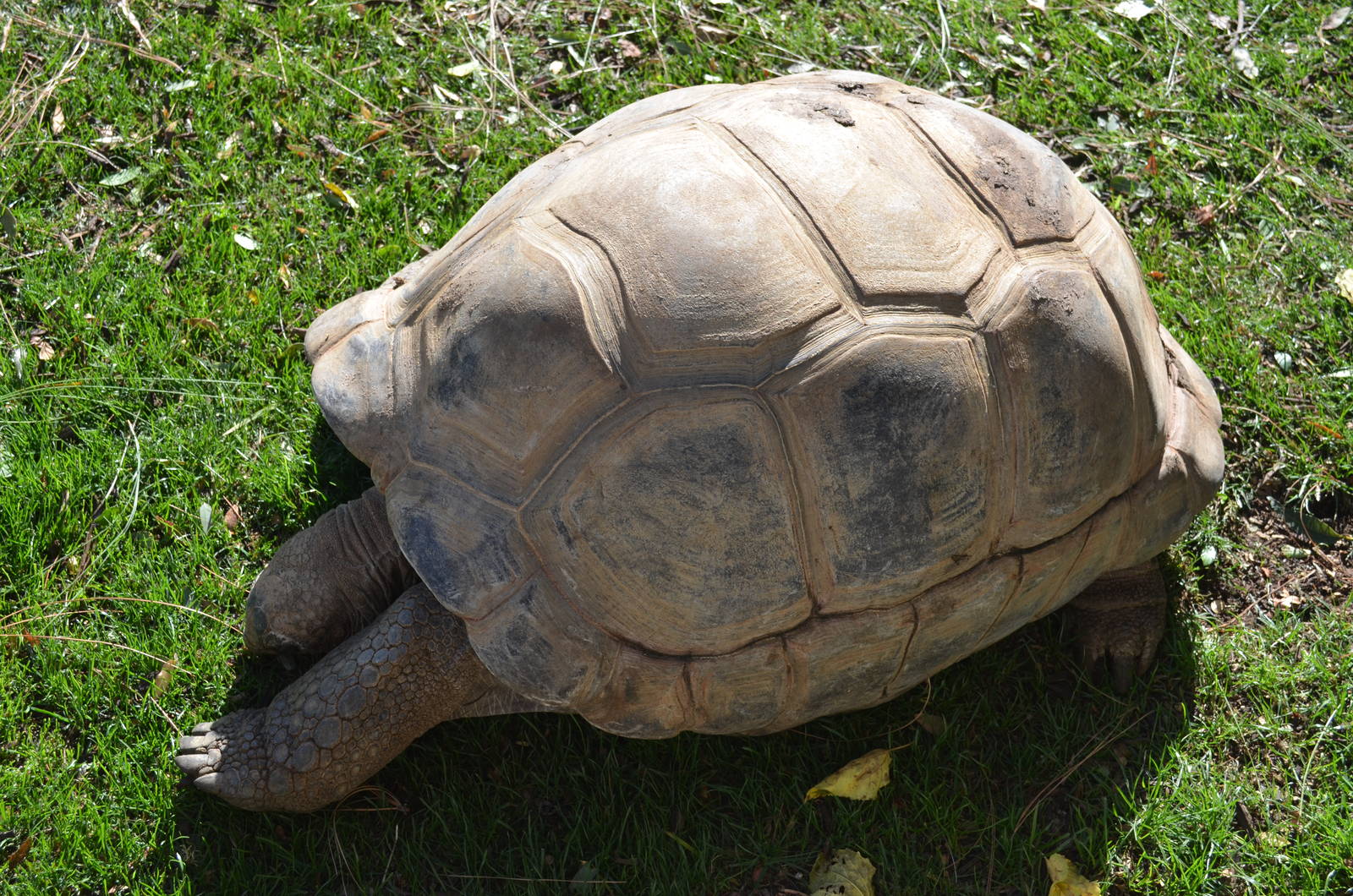 Aldabra Tortoise