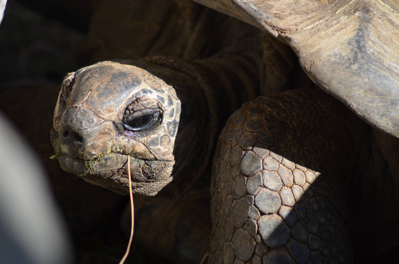 Aldabra Tortoise