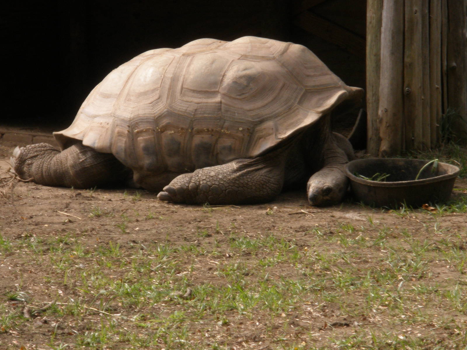 Aldabra Tortoise