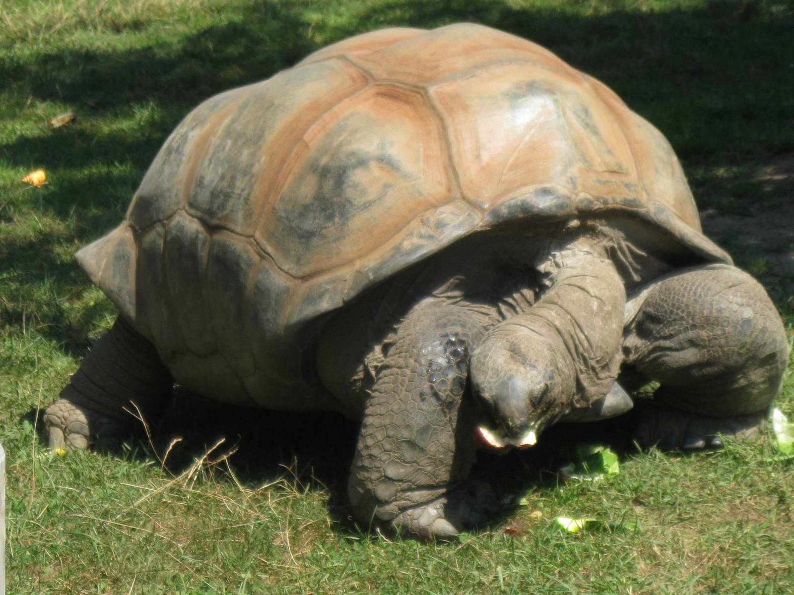 Aldabra Tortoise