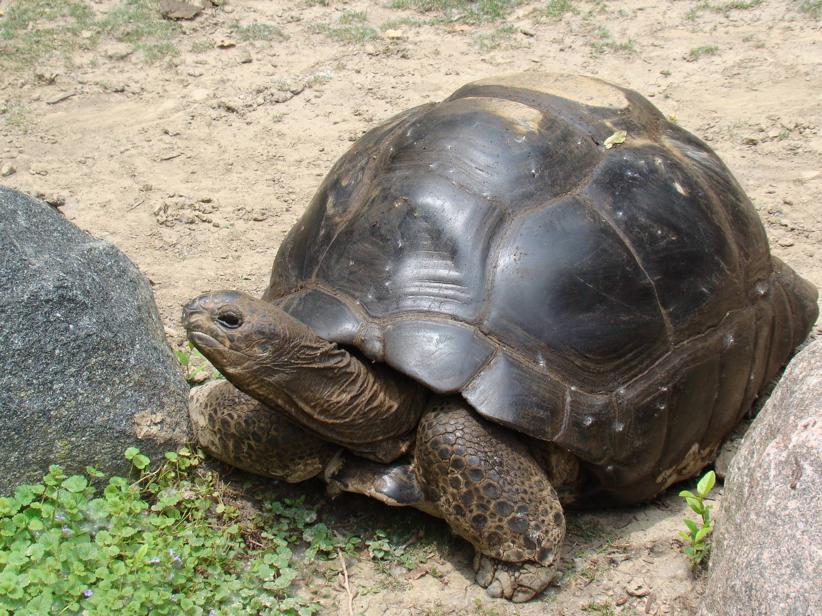 Aldabra Tortoise