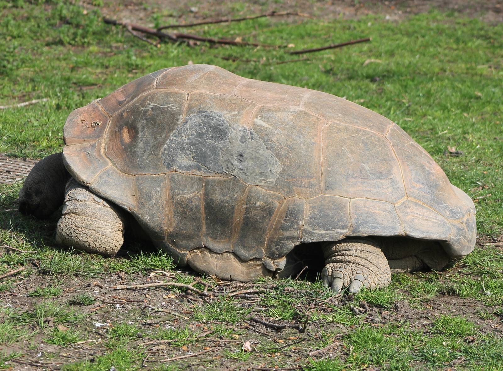Aldabra tortoise