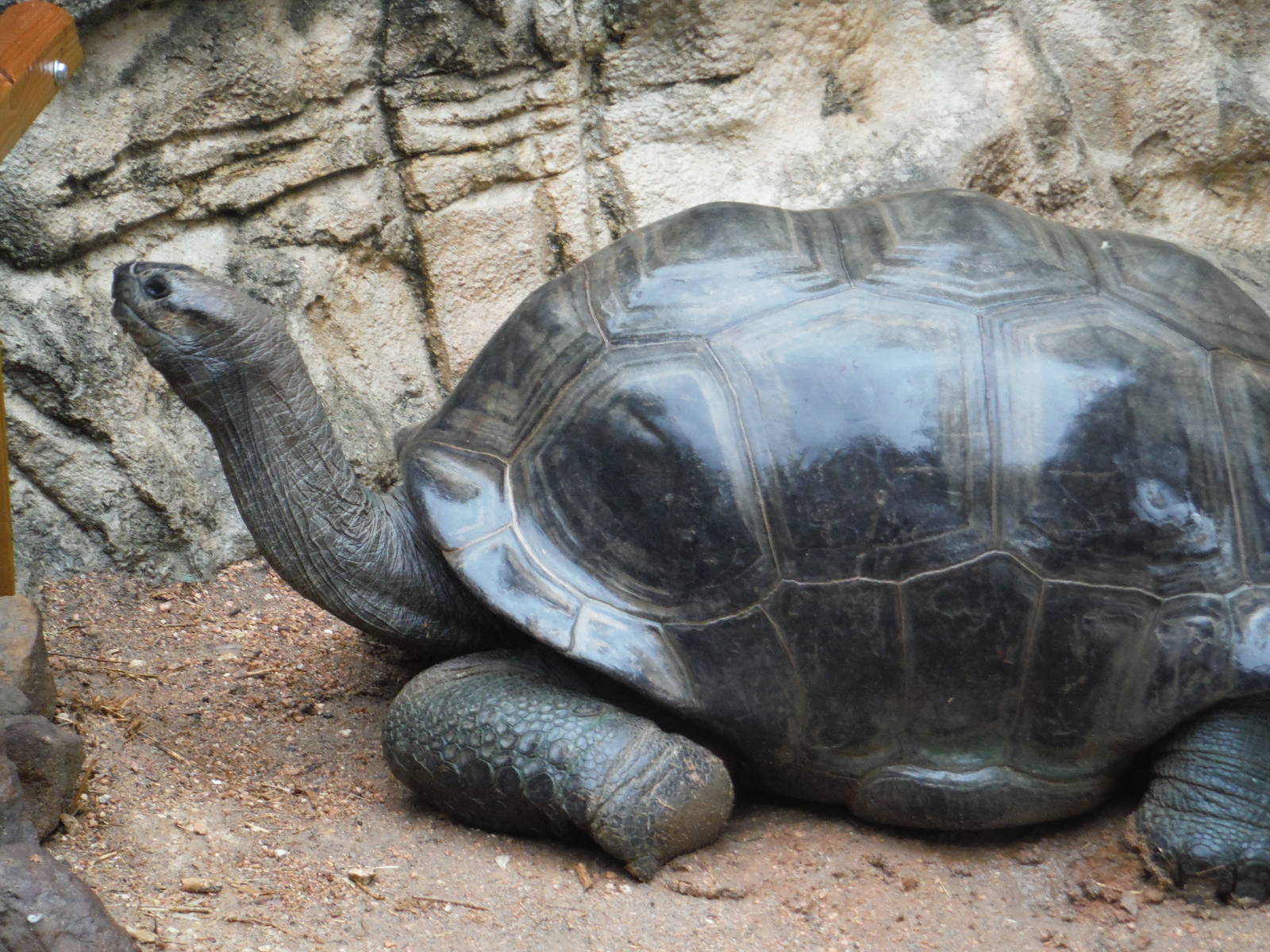 Aldabra tortoise