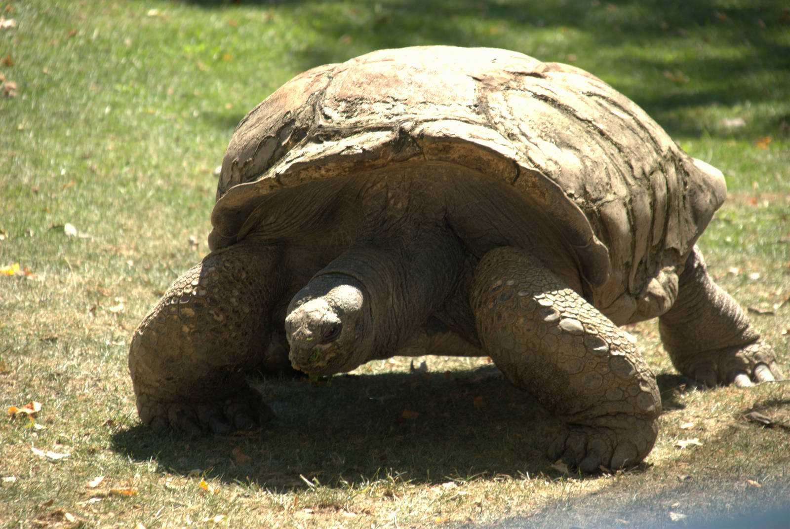 Aldabra Tortoise