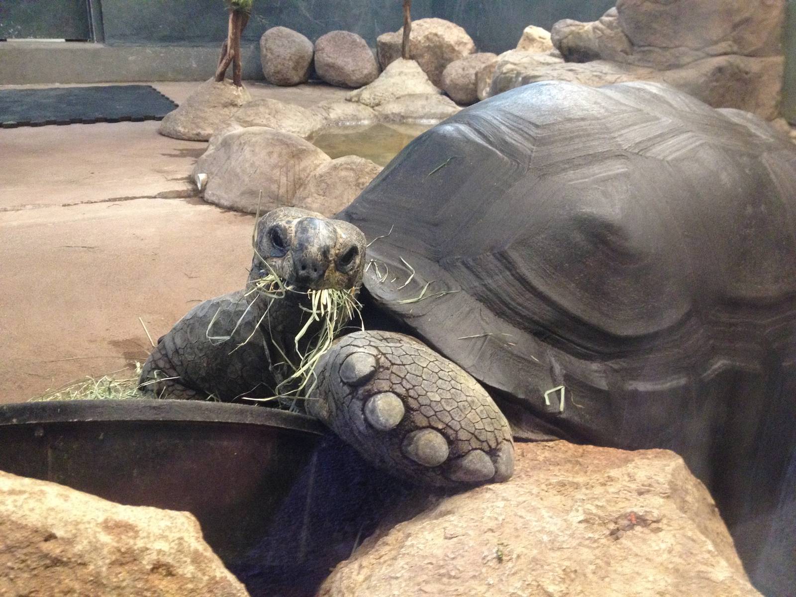 Aldabra Tortoise