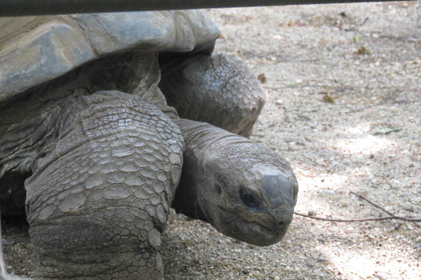 Aldabra Tortoise