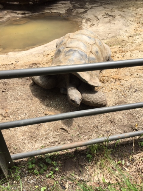 Aldabra Tortoise