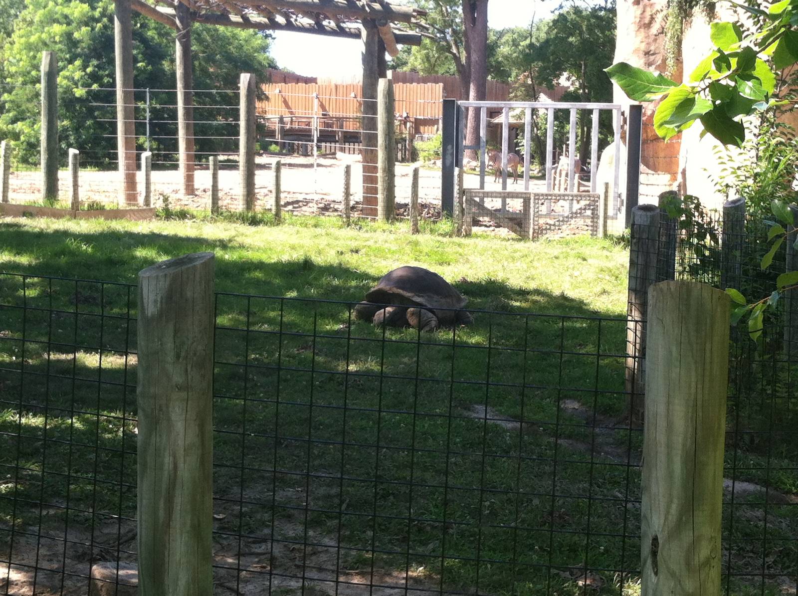 Aldabra Tortoise