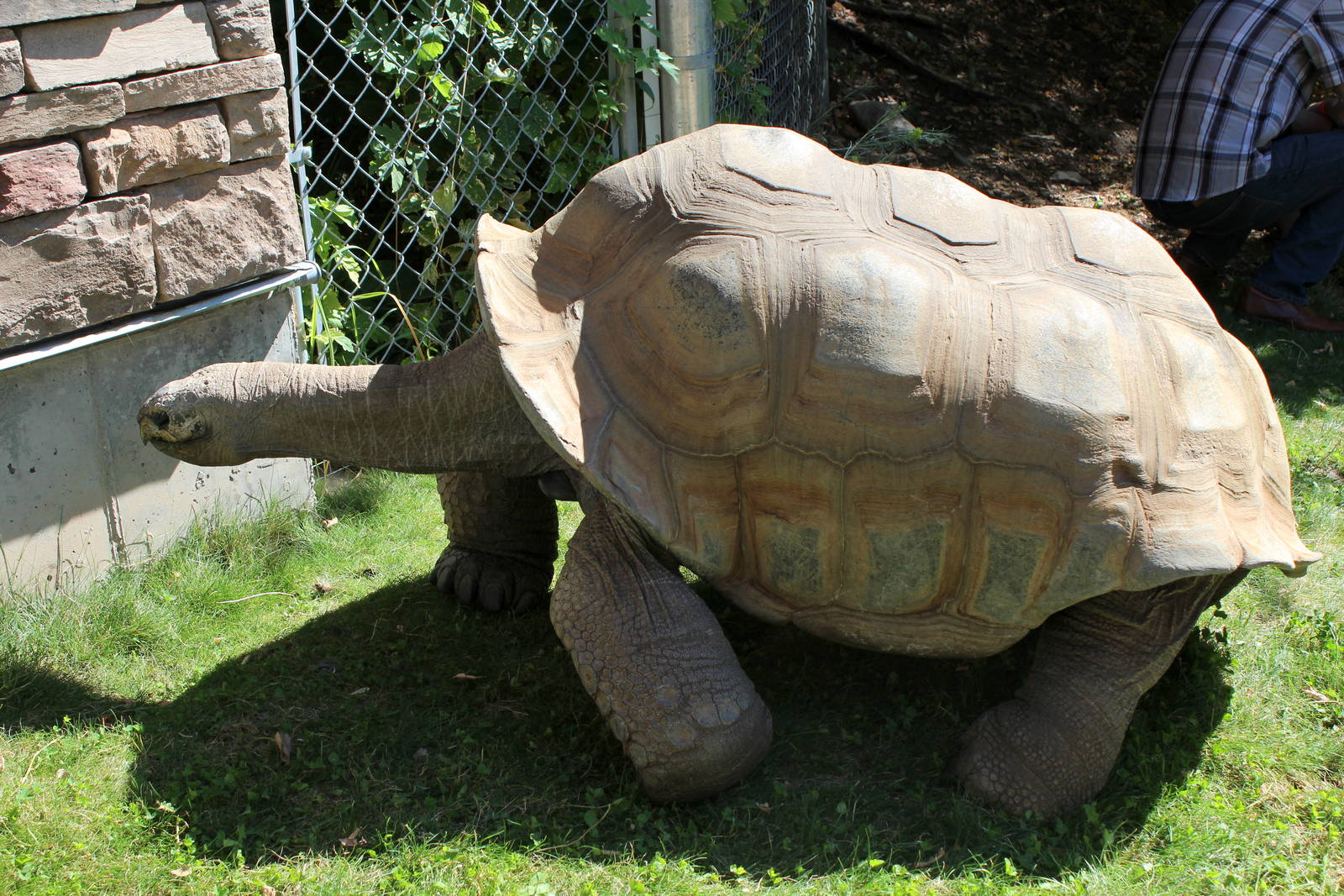Aldabra Tortoise