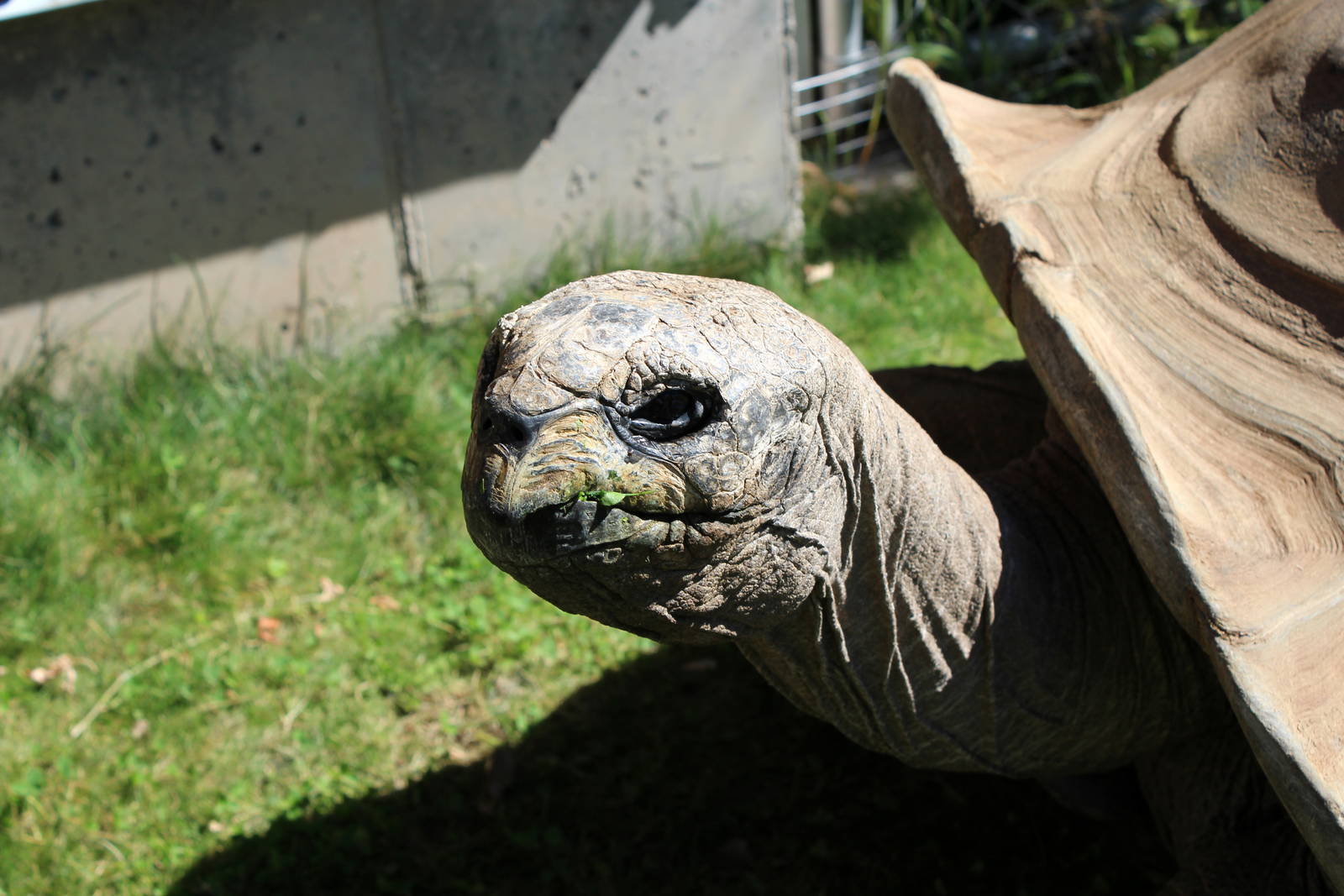 Aldabra Tortoise