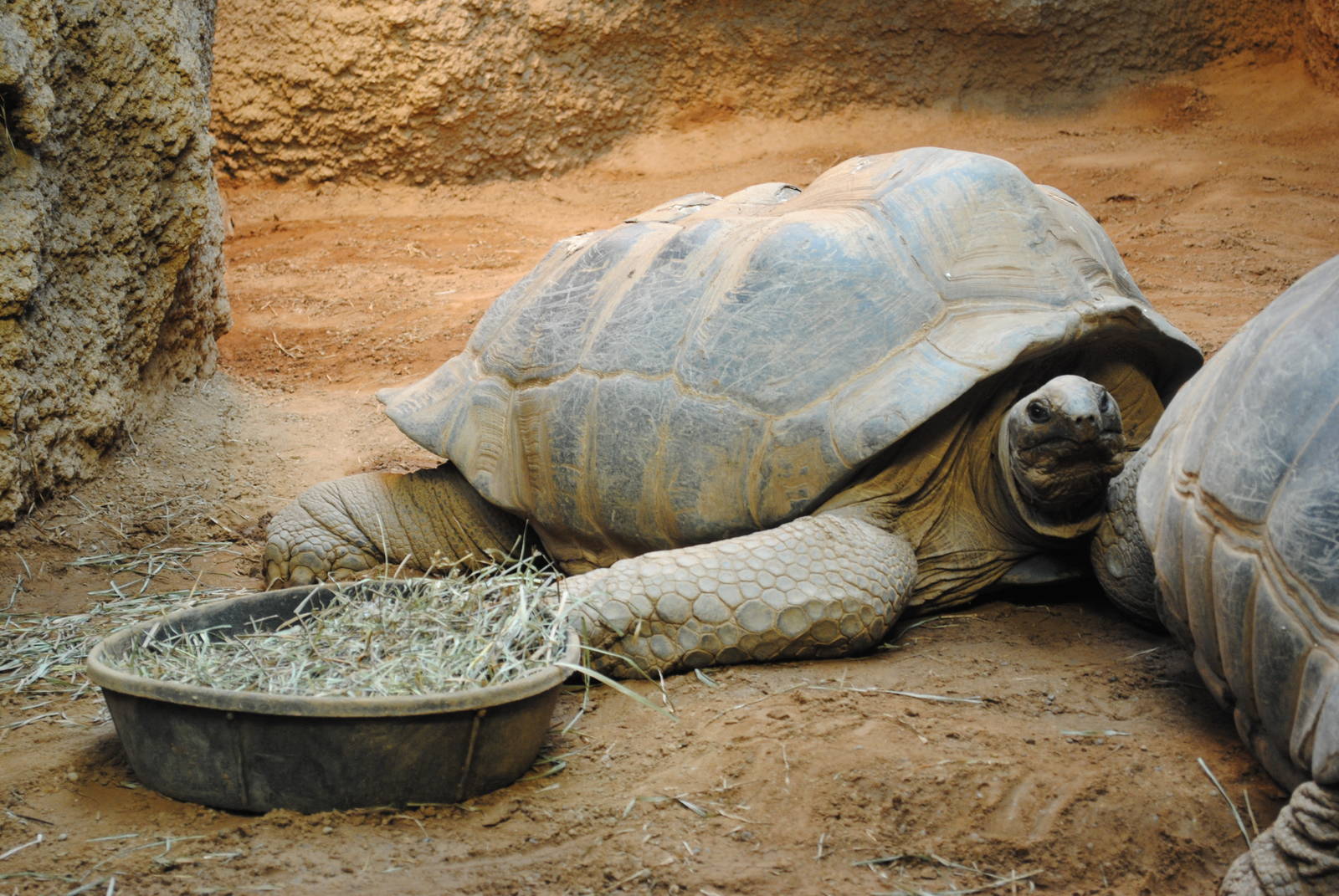 Aldabra Tortoise