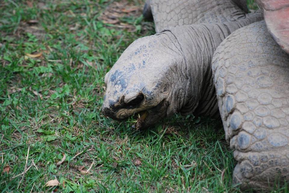 Aldabra Tortoise
