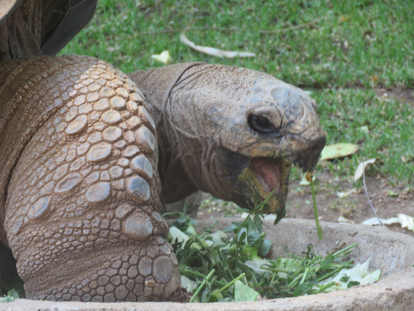 Aldabra tortoise