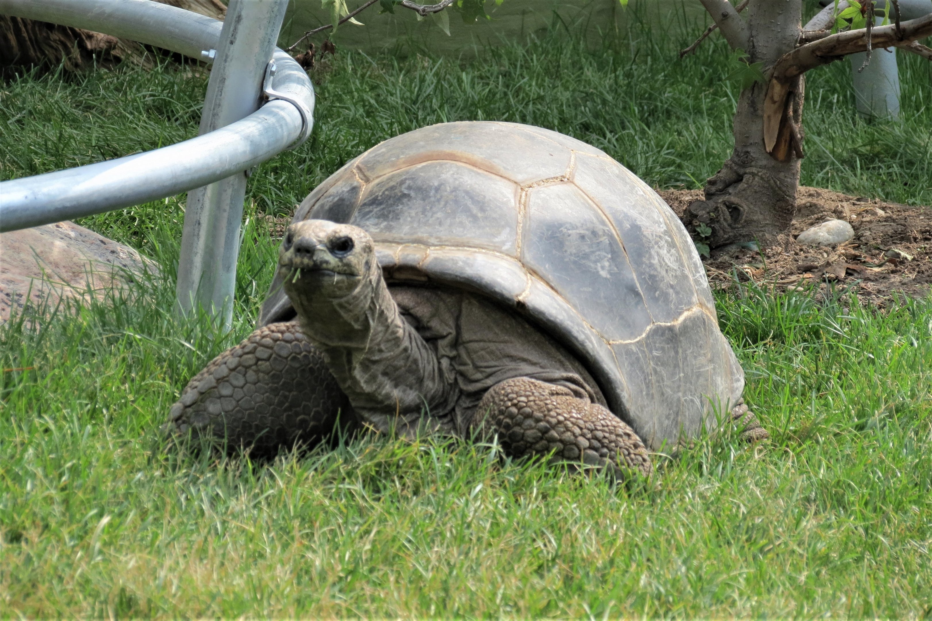 Aldabra Tortoise