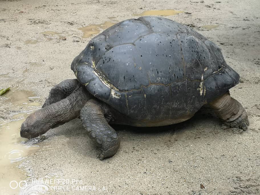 Aldabra Tortoise