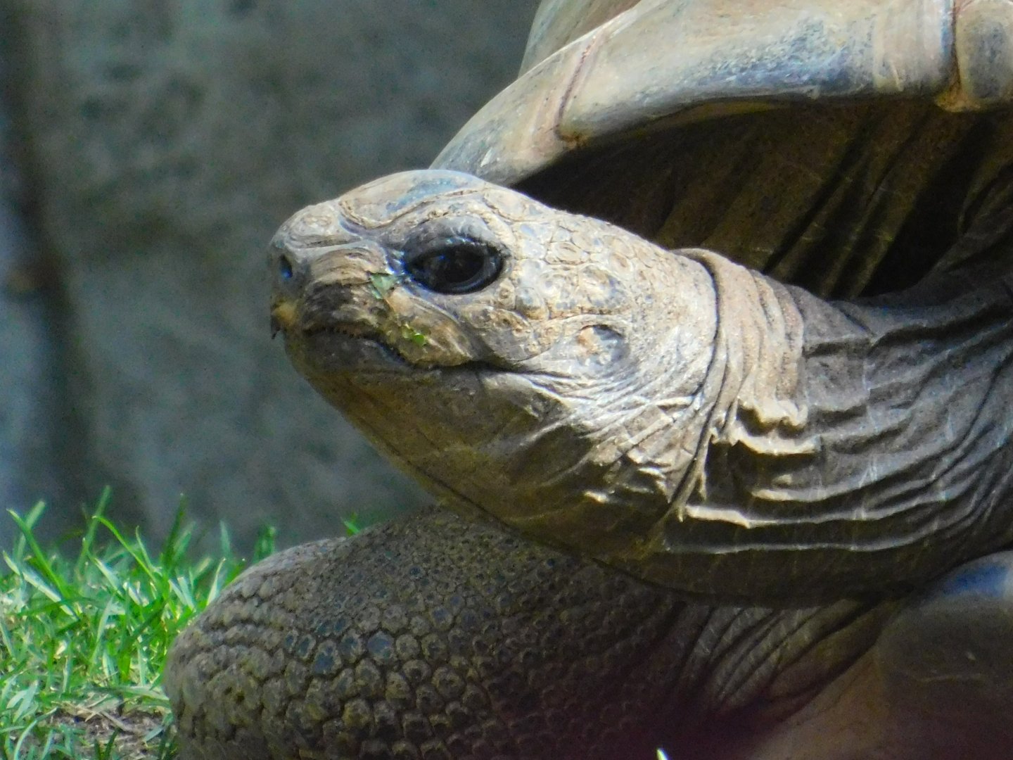 Aldabra Tortoise