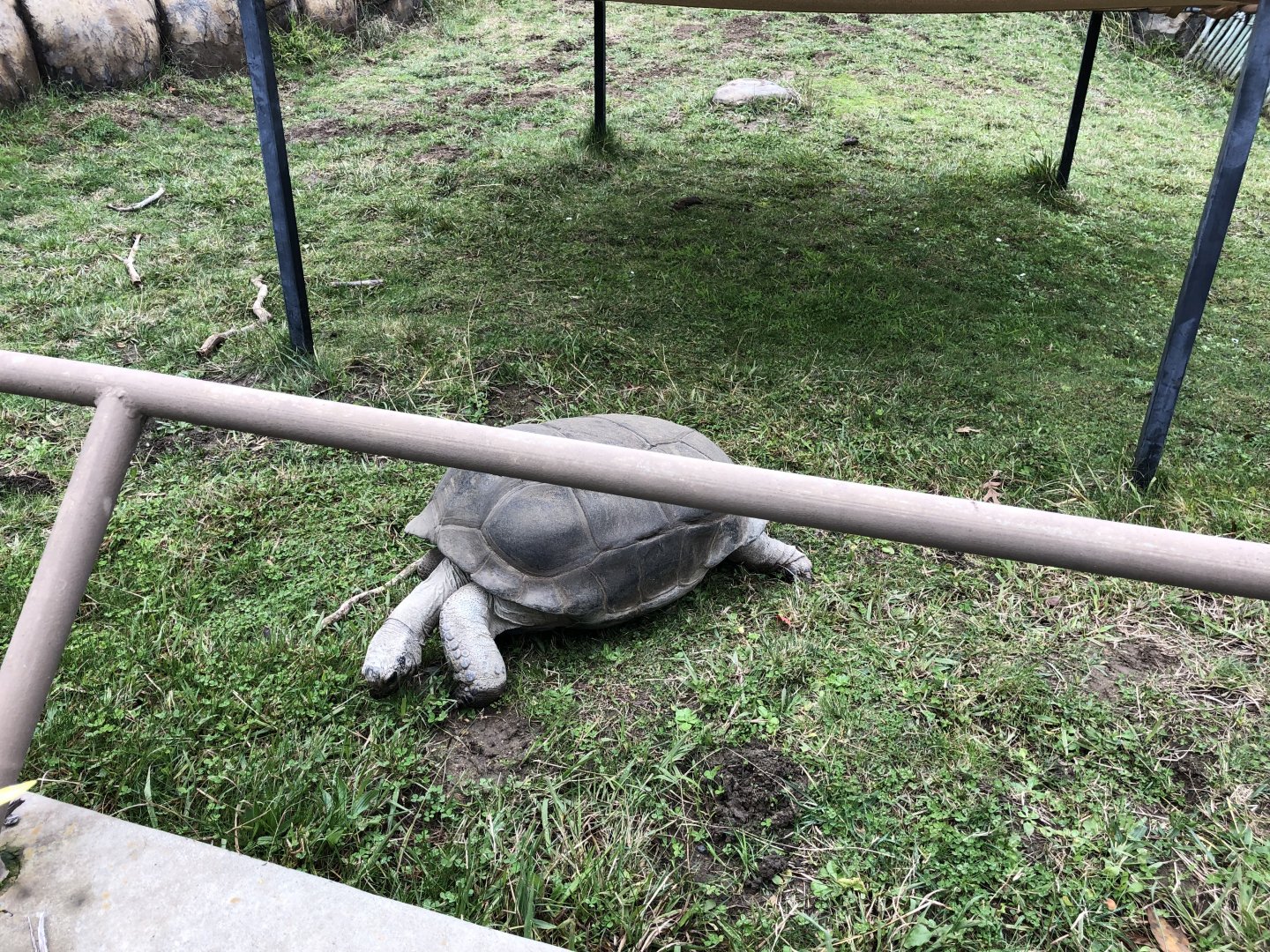 Aldabra tortoise
