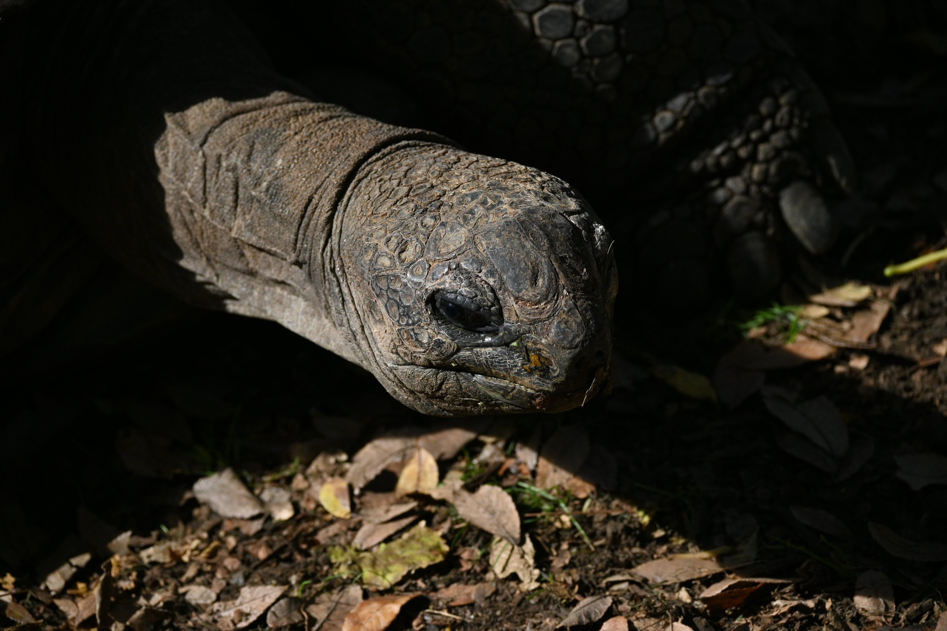 Aldabra Tortoise