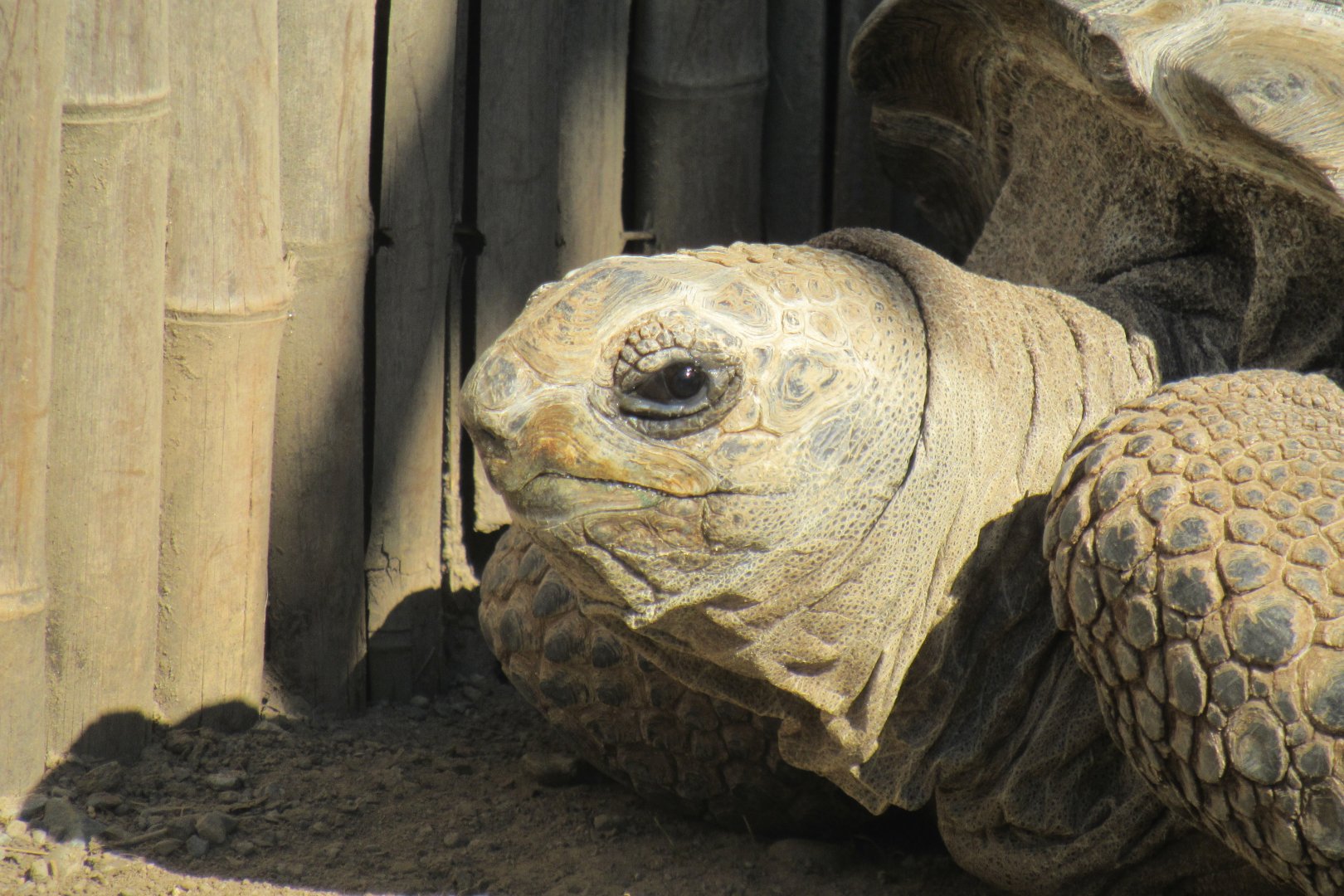 Aldabra tortoise