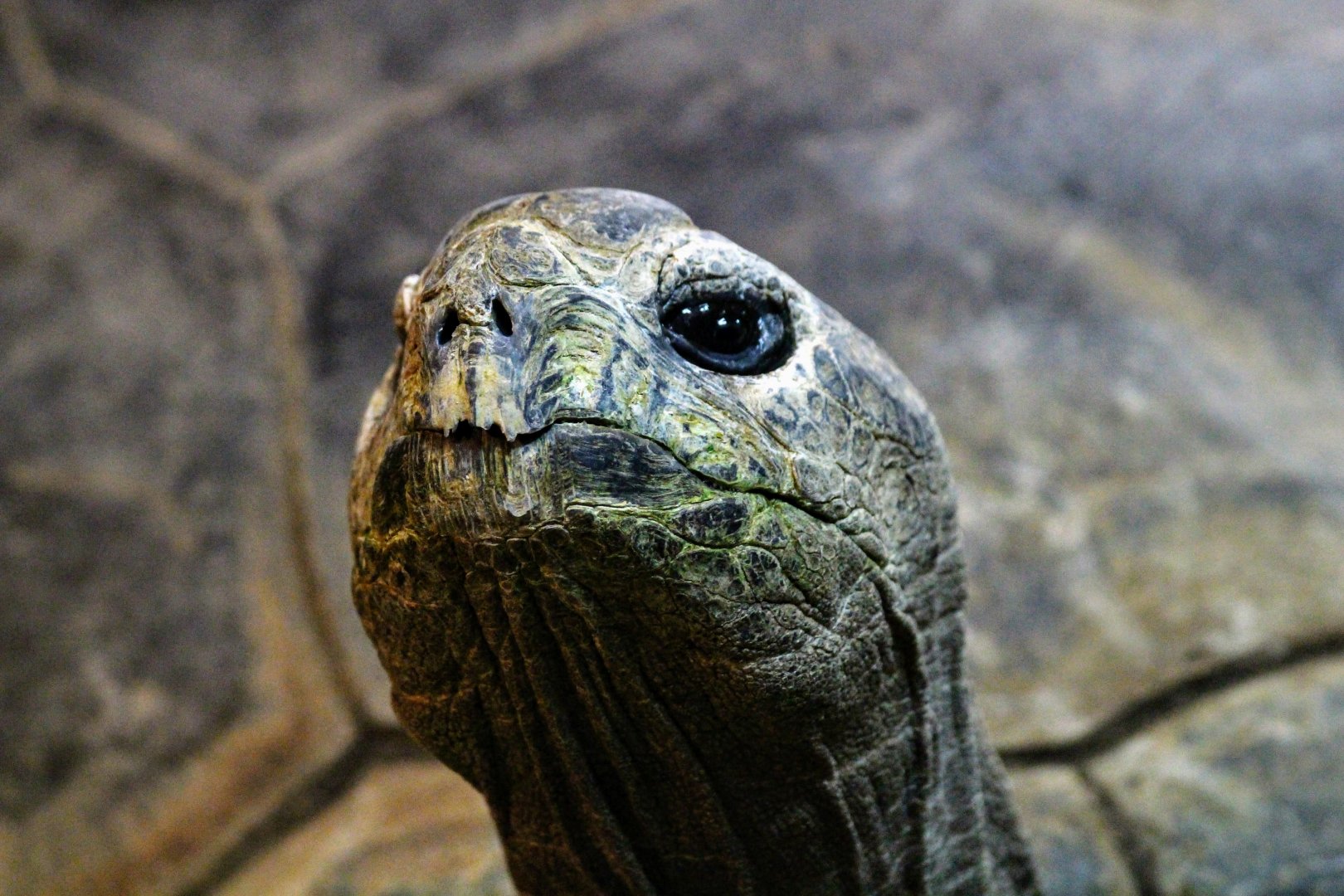 Aldabra Tortoise